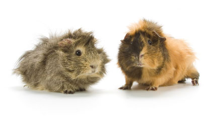 Guinea Pig Feeding