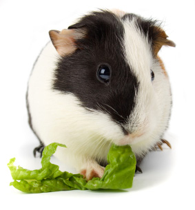 Guinea Pig Feeding