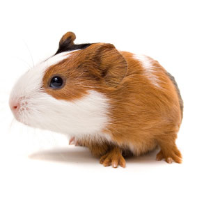 Guinea Pig Looking