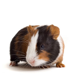 Guinea Pig Looking