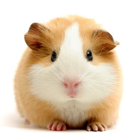 Guinea Pig Looking